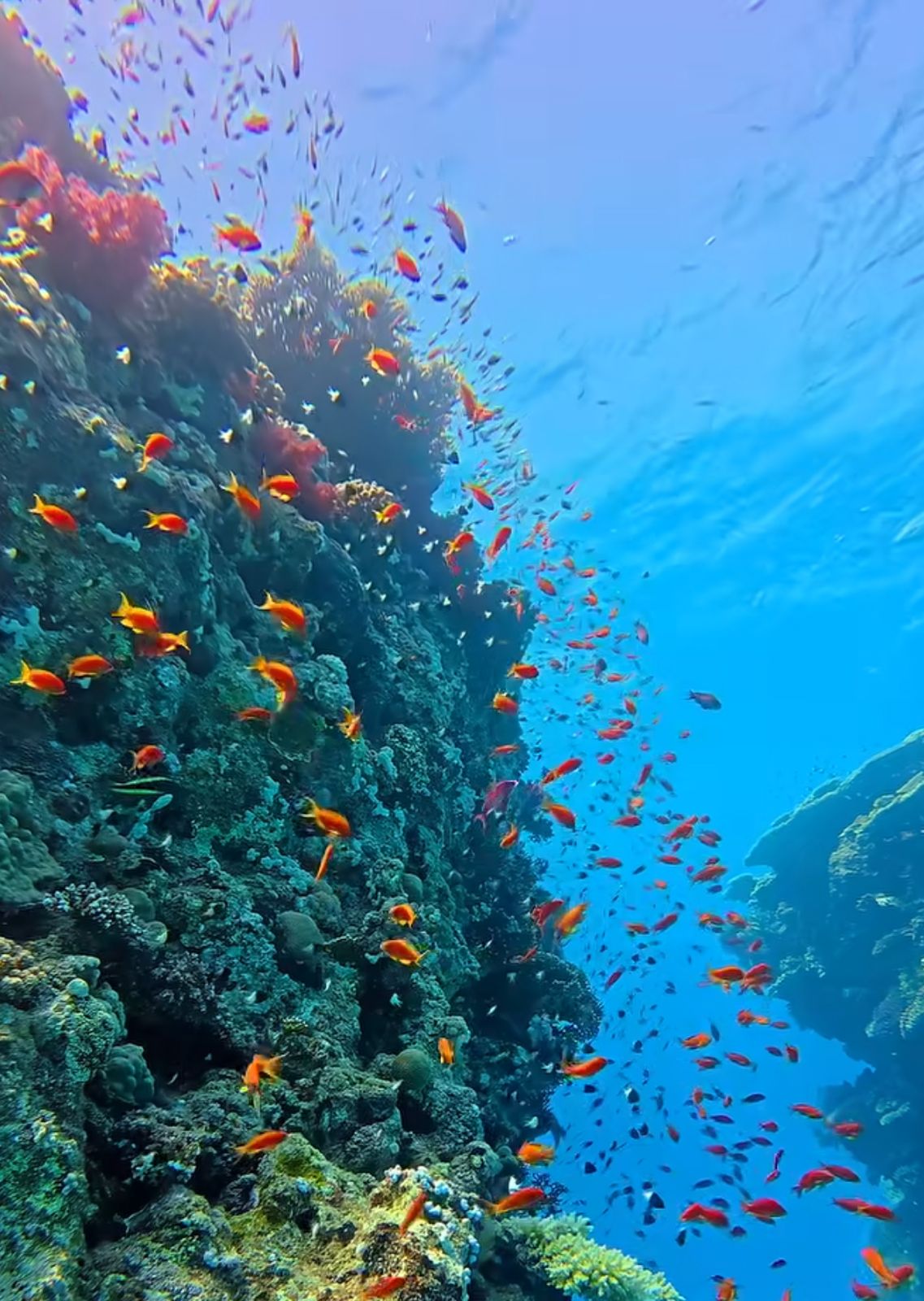 Scuba Diving at Netrani Island with Jog Falls & Honnavara poster